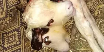 Tokat’ta çift başlı buzağı doğdu