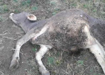 Doğaya bırakılan kimyasal gübre hayvanları telef etti