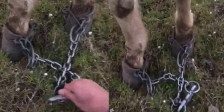 Atı ayaklarından zincirleyip ölüme terk ettiler