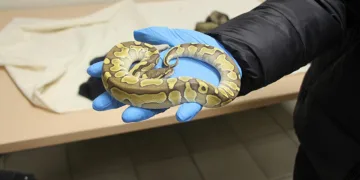 Pitonlarla yolculuk yapmışlar