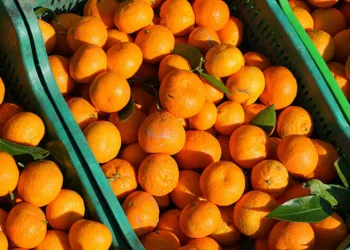 Havran Mandalinası hasat ediliyor