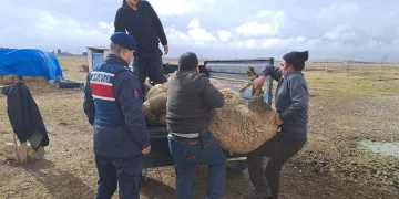 Komşusunun arazide otlayan koyunlarını çaldı