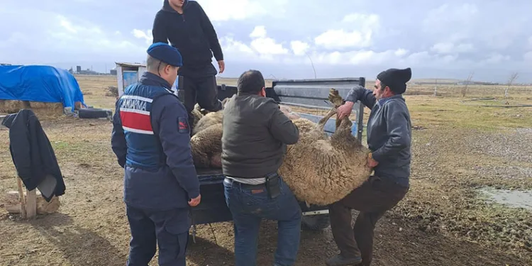 Komşusunun arazide otlayan koyunlarını çaldı