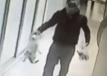Kedi katili tutuklandı