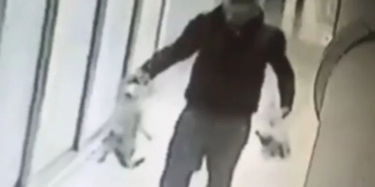 Kedi katili tutuklandı