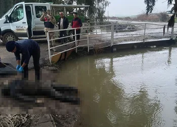 Sulama kanalında erkek cesedi bulundu