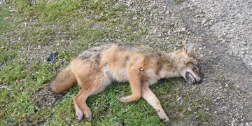 Sinop’ta kümeslere dadanan çakala otomobil çarptı