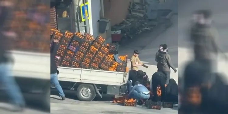 Bursa’da dökülen mandalinalar için seferber oldular