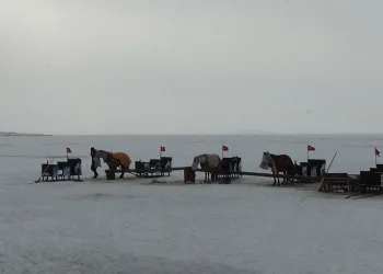 Çıldır’da kızak atlarına battaniyeli koruma