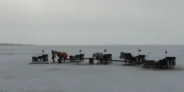 Çıldır’da kızak atlarına battaniyeli koruma