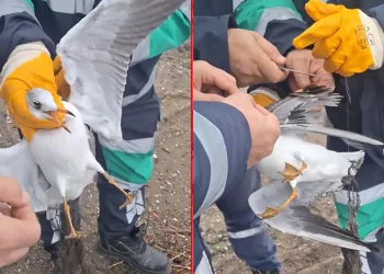 Bursa’da misinaya dolanan martının yardımına ekipler yetişti