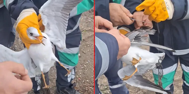 Bursa’da misinaya dolanan martının yardımına ekipler yetişti