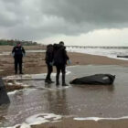 Önce Antalya şimdi KKTC sahilleri! Cesetler kıyılara vurdu