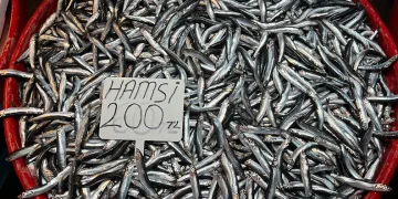 Hava bozdu hamsi rekor kırdı
