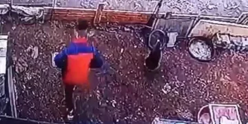 Yumurta hırsızının rahatlığı pes dedirtti