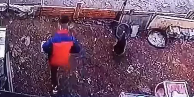 Yumurta hırsızının rahatlığı pes dedirtti
