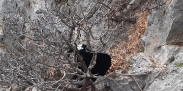 Kayalıklarda mahsur kalan keçiler kurtarıldı