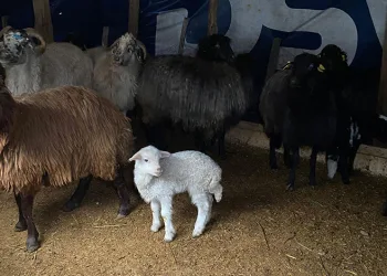 Artvin’de küçükbaş hayvanlarda çiçek hastalığı alarmı