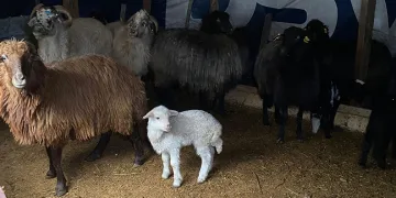 Artvin’de küçükbaş hayvanlarda çiçek hastalığı alarmı