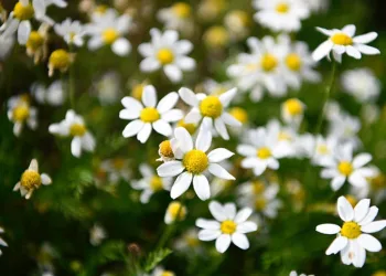 Tıbbi aromatik bitki üretimi artıyor