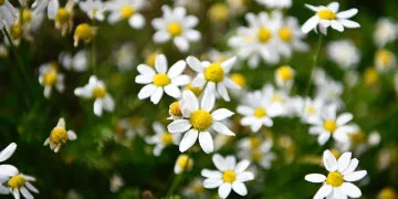 Tıbbi aromatik bitki üretimi artıyor