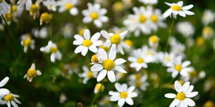 Tıbbi aromatik bitki üretimi artıyor