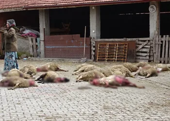 Ahıra giren sokak köpekleri 22 koyunu telef etti