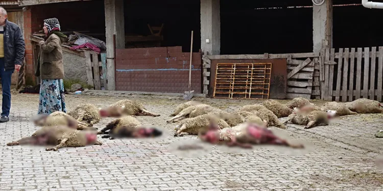 Ahıra giren sokak köpekleri 22 koyunu telef etti