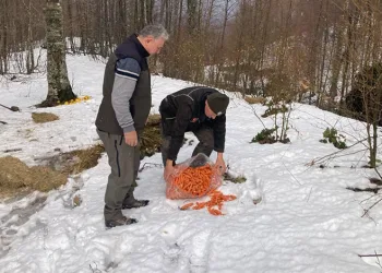 Bursa’da yaban hayvanlarına yem desteği