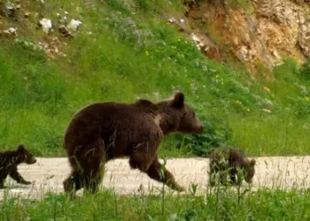 Dikkat, ormanda bebek var