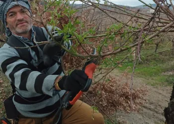Budama zamanı gelen erik ağacı yapraklandı