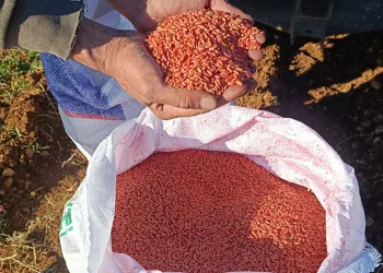 Mardin Ovası’nda buğday ekimi başladı