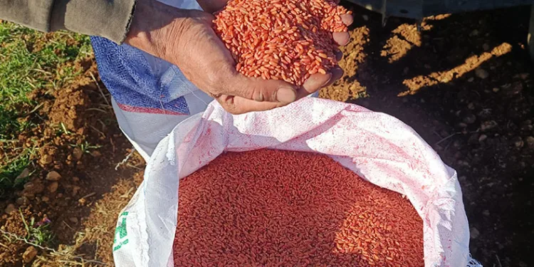 Mardin Ovası’nda buğday ekimi başladı
