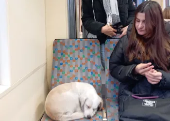 Üşüyen köpek sıcak tramvaya sığındı