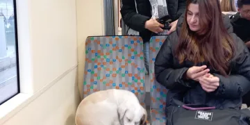 Üşüyen köpek sıcak tramvaya sığındı