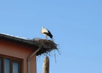 Iğdır’ın simgesi leylekler kış ayında şehri terk etmedi