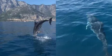Yunus balığının balıkçılara görsel şöleni