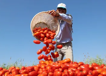 Yüzde Yüz Kadın Emeği Tarımsal Ürün Fabrikası