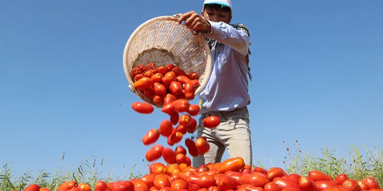 Yüzde Yüz Kadın Emeği Tarımsal Ürün Fabrikası