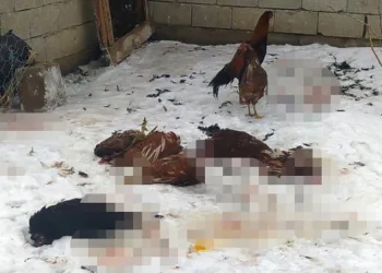 Başıboş köpekler kümes hayvanlarını telef etti