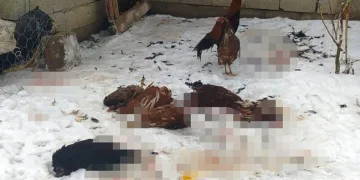 Başıboş köpekler kümes hayvanlarını telef etti