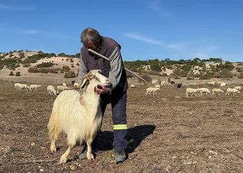 Hayvanları seslenerek yanına çağırıyor
