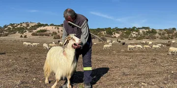 Hayvanları seslenerek yanına çağırıyor