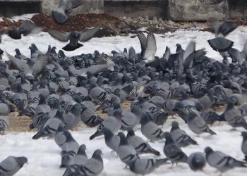 Yem kapmak için birbiriyle yarıştılar