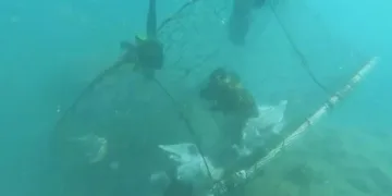 Balıklar doğal yaşam alanlarına bırakıldılar
