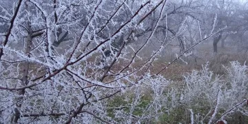 Kırağı bitkileri beyaza bürüdü