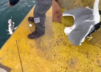 Oltaya balık yerine martı takıldı