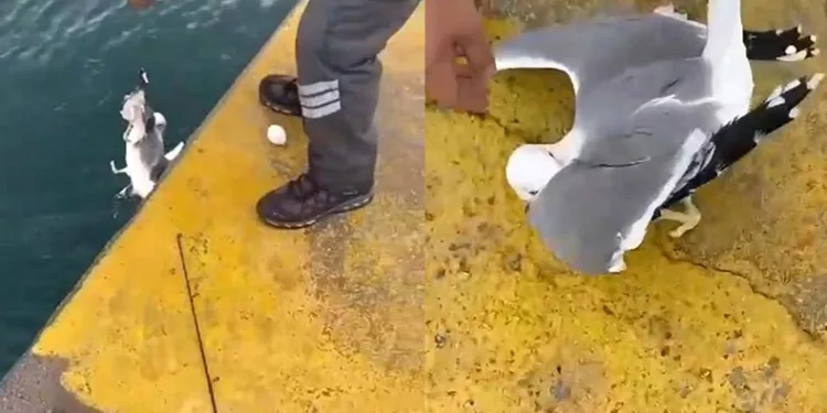 Oltaya balık yerine martı takıldı