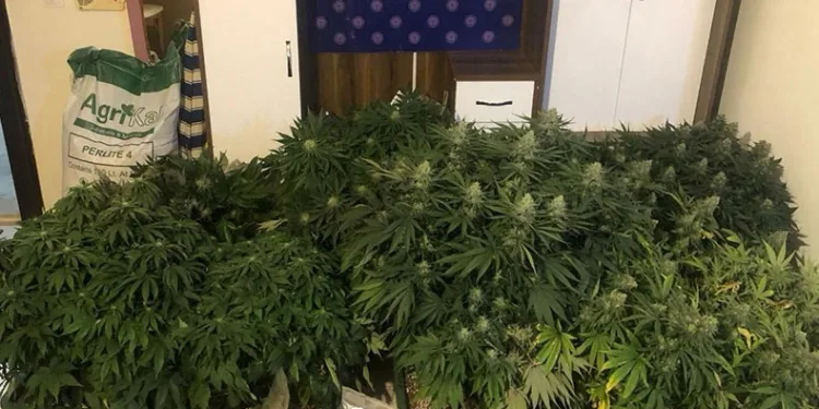 Kaldığı evi uyuşturucu serasına çevirdi