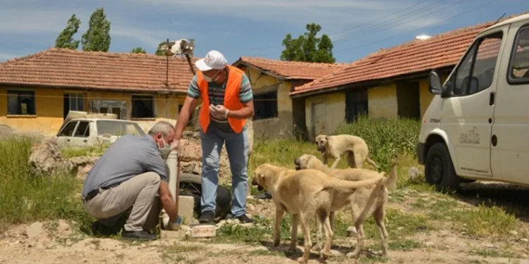 Gediz’de sokak hayvanları unutulmadı